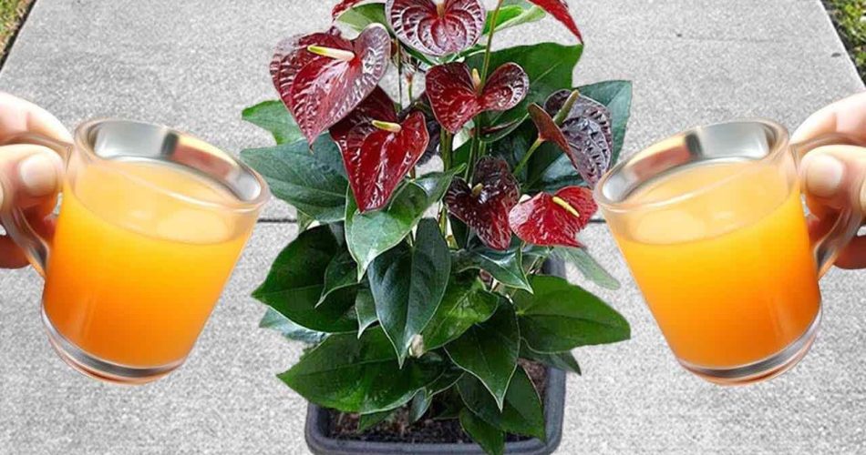 Una bomba de floración natural para Anthurium: podría durar hasta 15 años