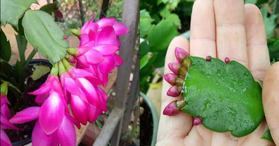 Abono natural para cactus de Navidad: 4 recetas caseras para una floración abundante y exitosa