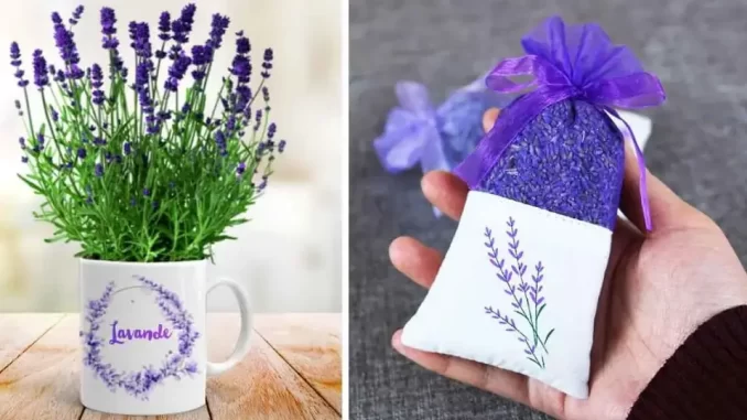 lavanda planta