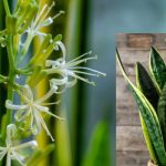Cómo Lograr que una Planta Lengua de Suegra Florezca y que su Aroma Dure un Mayor Tiempo