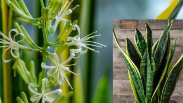 Cómo Lograr que una Planta Lengua de Suegra Florezca y que su Aroma Dure un Mayor Tiempo