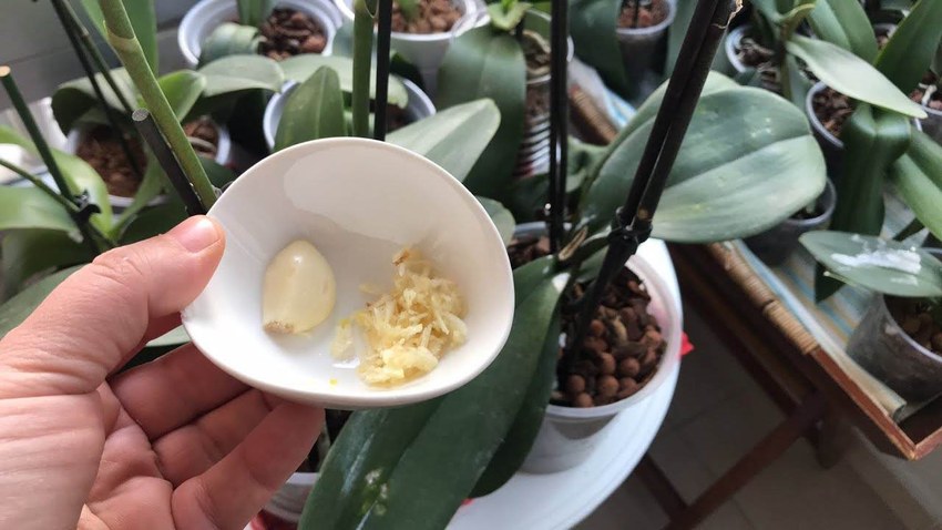 ¿Por qué los Jardineros ponen un Diente de Ajo en las Orquídeas? Misterio resuelto