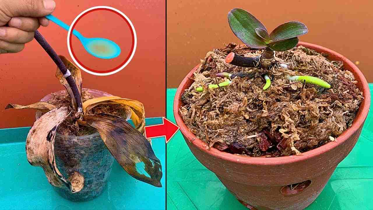 No Florecía, con esta Agua se Recuperó enseguida: Devuelve la vida a cualquier planta