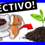 Agrega Estos 3 Ingredientes a tus Plantas sin Vida y Mira Como Vuelven a Florecer!