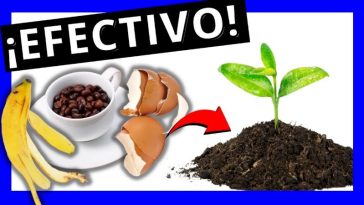 Agrega Estos 3 Ingredientes a tus Plantas sin Vida y Mira Como Vuelven a Florecer!