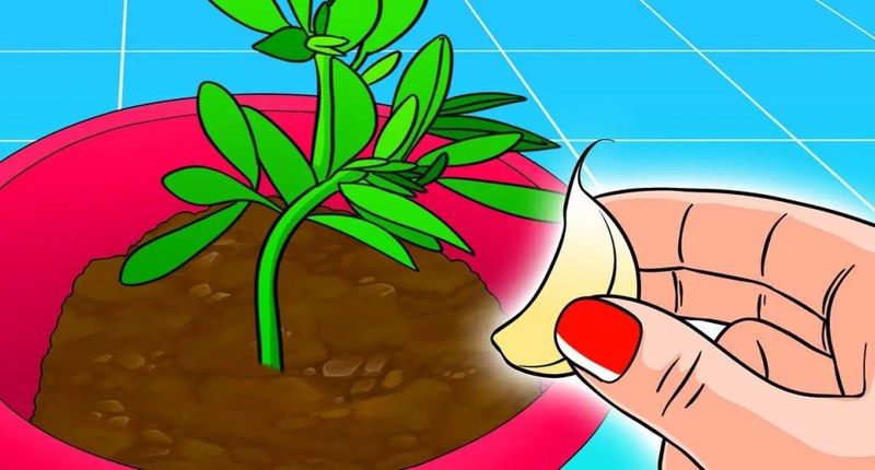 ¿Por qué Plantar un Diente de Ajo en tus Macetas? El Ingenioso Consejo de los Floristas