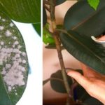 «¡Expulsa a la Cochinilla Algodonosa de tus Plantas con Estos 3 Poderosos Remedios Caseros!»