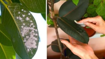 «¡Expulsa a la Cochinilla Algodonosa de tus Plantas con Estos 3 Poderosos Remedios Caseros!»