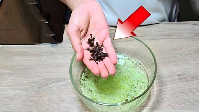 «¡Aleja las Plagas! Descubre la Poderosa Mezcla que Mantendrá a Raya a Moscas, Insectos y Hormigas de tu Hogar para Siempre»