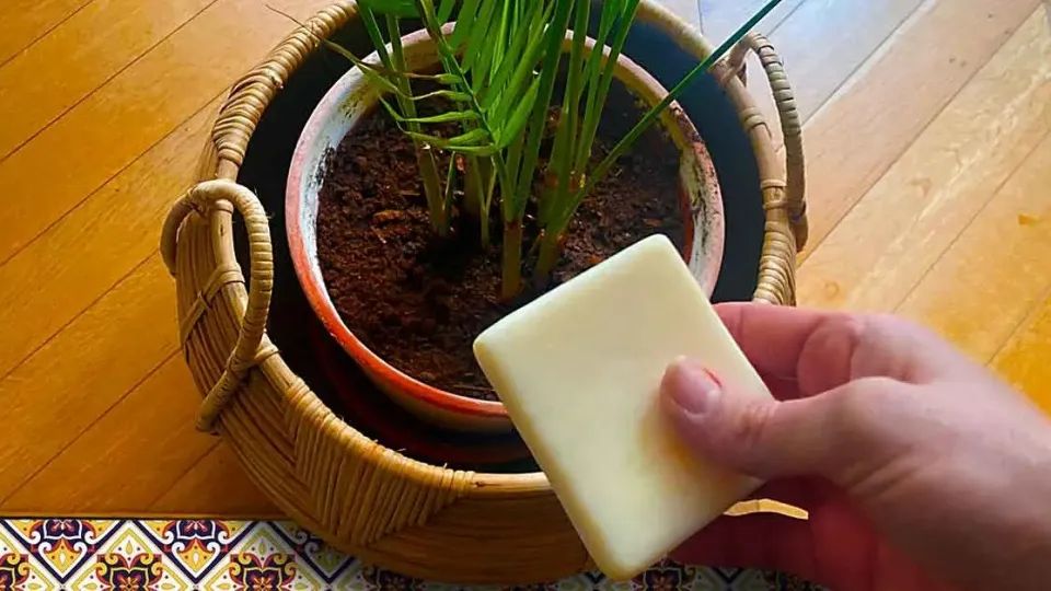 «Descubre Cómo Deshacerte de las Plagas en Tus Plantas de Forma Genial»