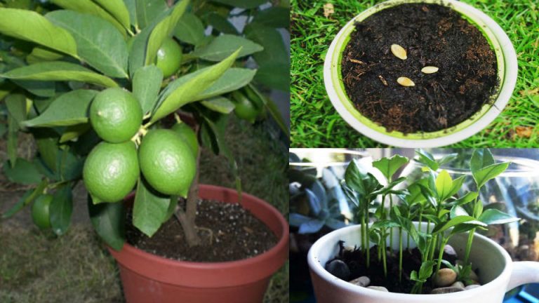 «Del Patio a la Cocina: Cómo Sembrar un Limonero en tu Hogar con Éxito»