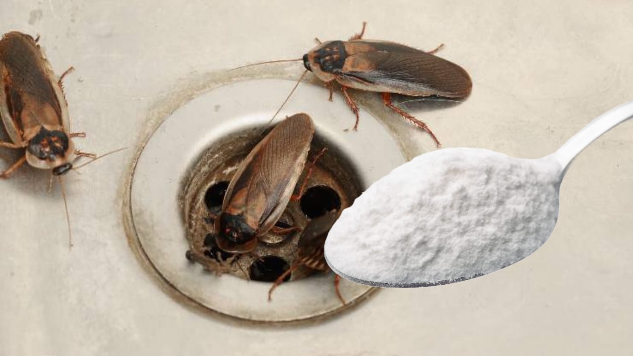 Salen del desagüe de tu casa las Cucarachas? Sólo un puñado y no las volverás a ver nunca más