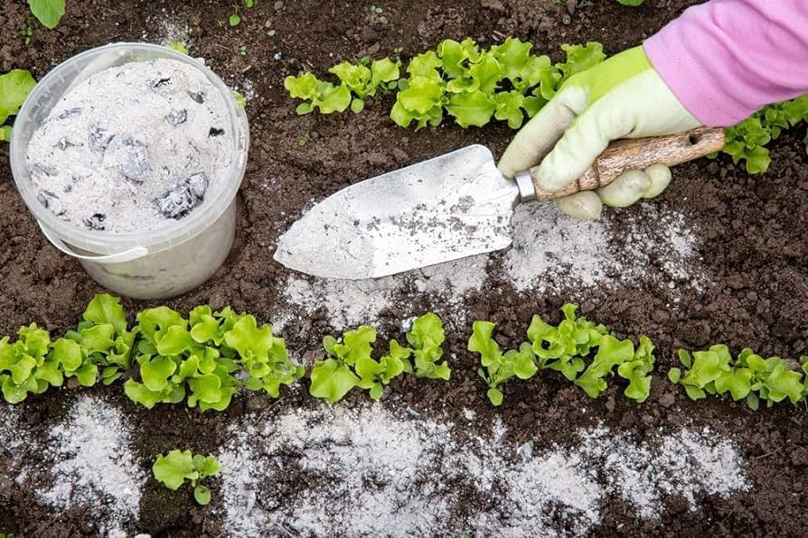 Casi todo el mundo lo Tiene en Casa y es una Bomba Natural para las Plantas