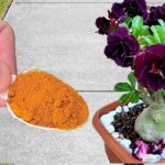 Ya no usarás otro fertilizante mejor que este: 2 ingredientes son suficientes