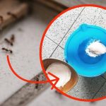 Tienes Hormigas en casa, 1 gota en el suelo es suficiente para acabar con ellas en pocos minutos: milagroso