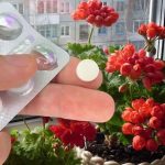 Despierta tus Flores en Invierno con el Asombroso Poder de la Aspirina