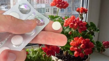 Despierta tus Flores en Invierno con el Asombroso Poder de la Aspirina
