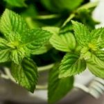 Cultiva Menta en Casa en una Taza: Guía Completa para un Jardín Aromático