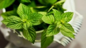 Cultiva Menta en Casa en una Taza: Guía Completa para un Jardín Aromático