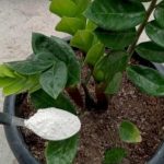 Con este Abono Natural, tus plantas de interior Florecen sin parar. ¡Descubre el secreto de su esplendor!