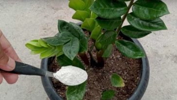 Con este Abono Natural, tus plantas de interior Florecen sin parar. ¡Descubre el secreto de su esplendor!