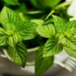 ¡Aprende a Plantar Menta en una Maceta y esparce su Aroma por toda la Casa!
