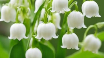 Cómo cuidar el Muguet o Lirio del Valle