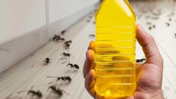 4 Minutos es todo lo que Necesitas para deshacerte de tus Hormigas.