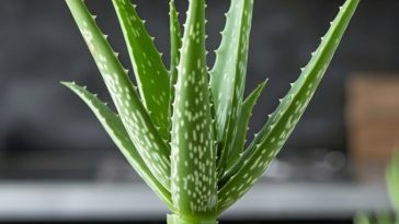 ¿Quieres que tu Aloe Vera crezca Erguido? Esto es lo que necesitas saber