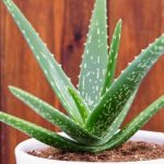 7 Cosas Fascinantes Que Todos los Que Tienen una Planta de Aloe Deben Saber