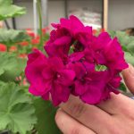 Geranios, no los riegues así: ¡Los haces pudrirse! ¡Echa un vistazo al truco de los jardineros para la súper floración!