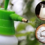 Adiós Plagas: Combate insectos con este Poderoso Spray de Leche y Bicarbonato