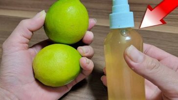 ¡Despídete de las Plagas! Cómo Ahuyentar Hormigas, Moscas y Cucarachas con Remedios Naturales