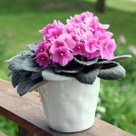 Descubre Cómo Hacer Florecer Abundantemente Tu Violeta Africana 🌸