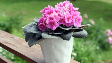 Descubre Cómo Hacer Florecer Abundantemente Tu Violeta Africana 🌸