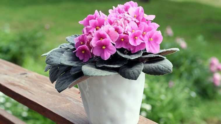 Descubre Cómo Hacer Florecer Abundantemente Tu Violeta Africana 🌸