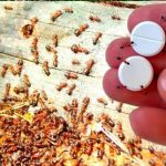 «¡Di Adiós a las Hormigas con Esta Trampa Casera Natural! 🐜🍋»