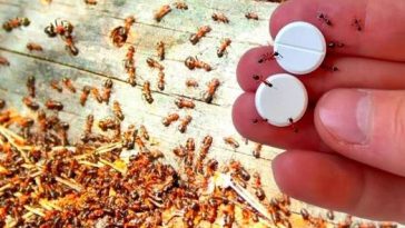 «¡Di Adiós a las Hormigas con Esta Trampa Casera Natural! 🐜🍋»