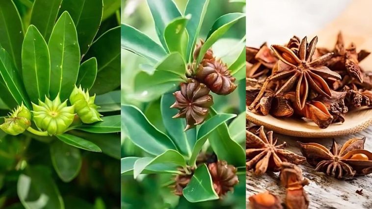 De Semilla a Especia: Cómo cultivar Anís en casa (en macetas) Guía Fácil