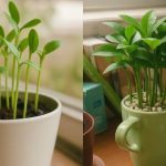 Cómo Plantar un Limón en una Taza para Perfumar y Decorar tu Hogar