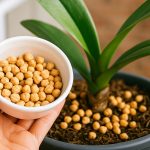 ¡Sorprendente! Así ayudan los Garbanzos al Crecimiento de tus Plantas