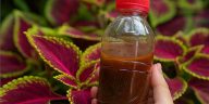 ☕ ¿Sabías que el café molido puede salvar tus plantas? Descubre el secreto verde que pocos usan 🌿