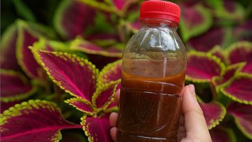☕ ¿Sabías que el café molido puede salvar tus plantas? Descubre el secreto verde que pocos usan 🌿