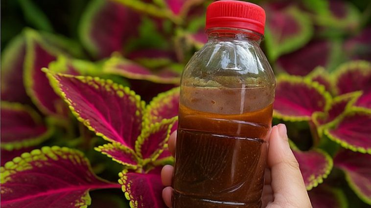 ☕ ¿Sabías que el café molido puede salvar tus plantas? Descubre el secreto verde que pocos usan 🌿