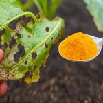 🌼 ¡Sorprendente! La cúrcuma en polvo puede salvar tus plantas 🧡🌱
